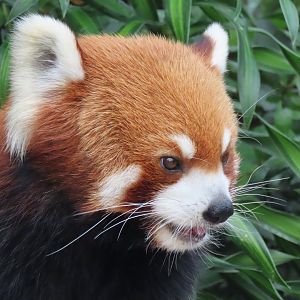 Red panda