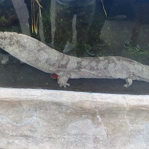 Chinese giant salamander