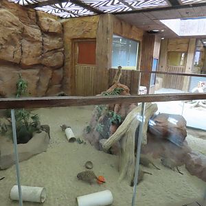 Meerkat exhibit 2