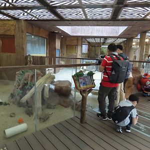 Meerkat exhibit