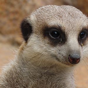 Meerkat