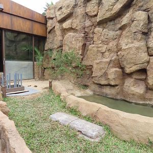 Aldabra tortoise exhibit