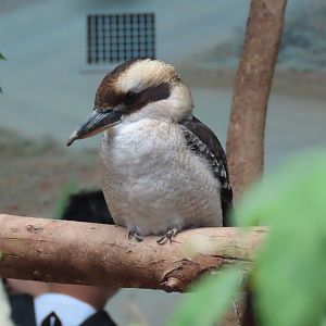 Laughing kookaburra