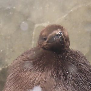 Young King penguin
