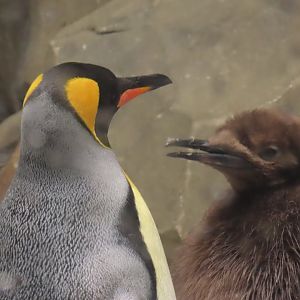 King penguin