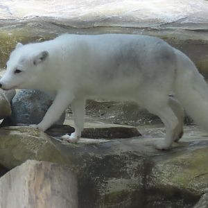 Arctic fox