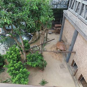 Capybara/Red handed marmoset