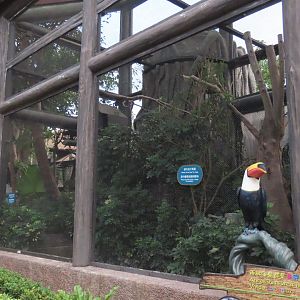 Helmeted curassow exhibit