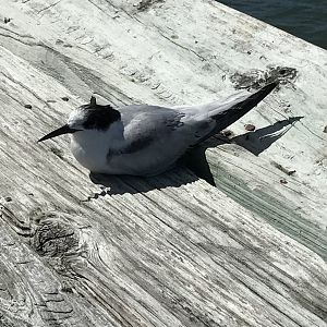 Tern on North Carolina Pier