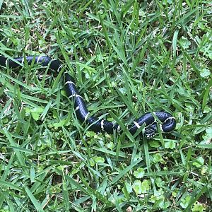 Juvenile Eastern Kingsnake in North Carolina