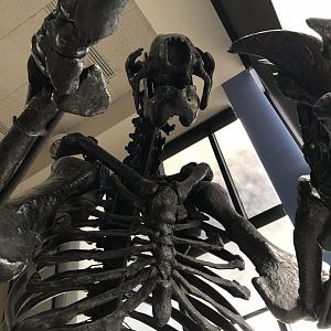 Eremotherium at Cape Fear Museum in Wilmington, North Carolina