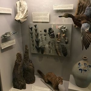 Local Wildlife Display at North Carolina History Center in New Bern