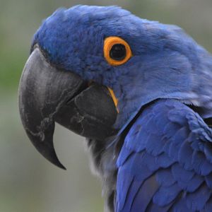 Anodorhynchus hyacinthus