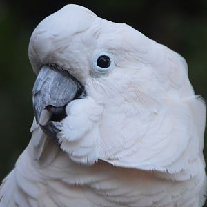 Cacatua moluccensis