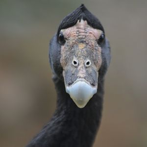 Anseranas semipalmata