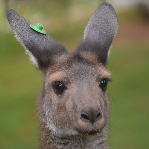 Macropus fuliginosus melanops