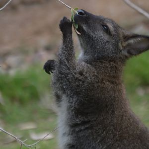 Notamacropus rufogriseus rufogriseus