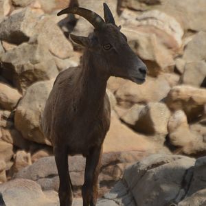 Ovis canadensis nelsoni