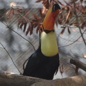 Ramphastos toco toco