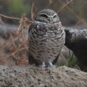 Athene cunicularia hypugaea