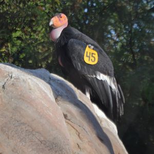 Gymnogyps californianus "Molloko"