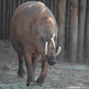 Babyrousa celebensis