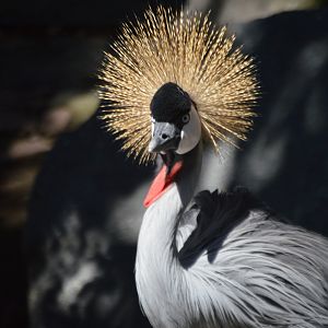 Balearica regulorum gibbericeps