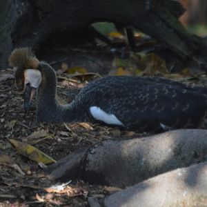 Balearica regulorum gibbericeps chick
