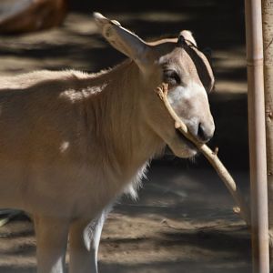 Addax nasomaculatus calf