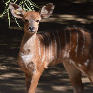 Tragelaphus angasii calf