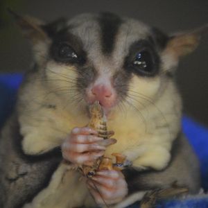 Petaurus breviceps munchin'