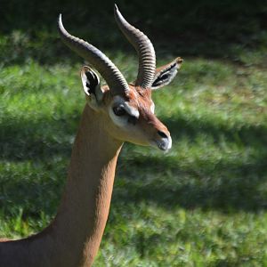 Litocranius walleri walleri