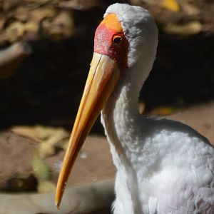 Mycteria ibis