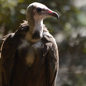 Necrosyrtes monachus