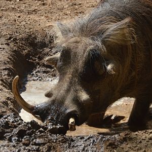 Phacochoerus africanus sundevalli spa day