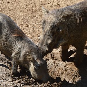 Phacochoerus africanus sundevalli "No mom! I don't need your help!"