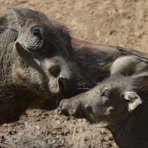 A mother's love, Phacochoerus africanus sundevalli