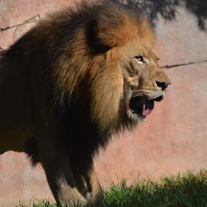 Izu, Panthera leo melanochaita