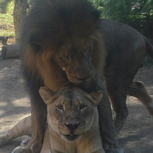 Izu attempting to mate, Panthera leo melanochaita