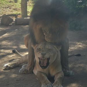 Izu, not getting the hint, Panthera leo melanochaita