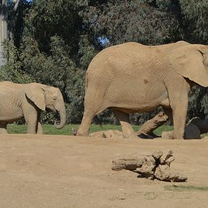 Follow the leader, Loxodonta africana style