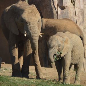 Loxodonta africana herd