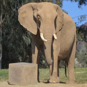 Loxodonta africana