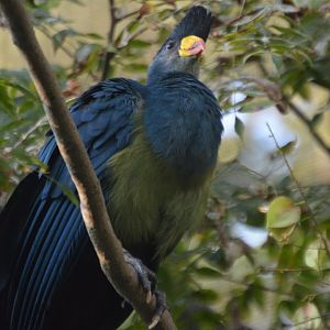 Corythaeola cristata