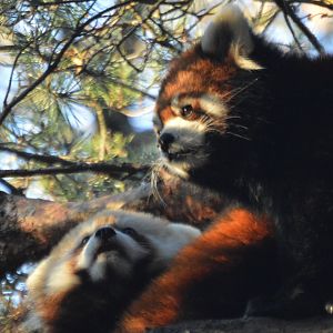 Ailurus fulgens cubs