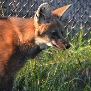 Chrysocyon brachyurus