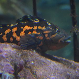 Hexagrammos lagocephalus