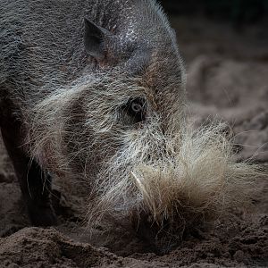 Bornean bearded pig - Sus barbatus
