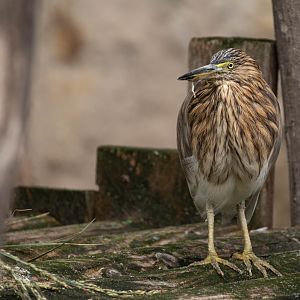 Indian pond heron - Ardeola grayii