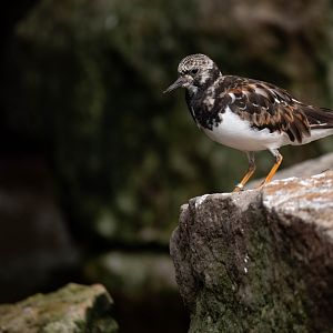 Ruddy turnstone - Arenaria interpres